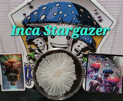 Inca stargazer. Things To Know About Inca stargazer. 